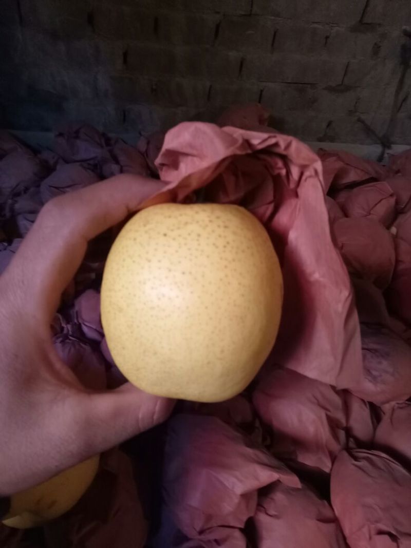 雪花梨罐头厂果汁厂加工梨纸袋350~400g