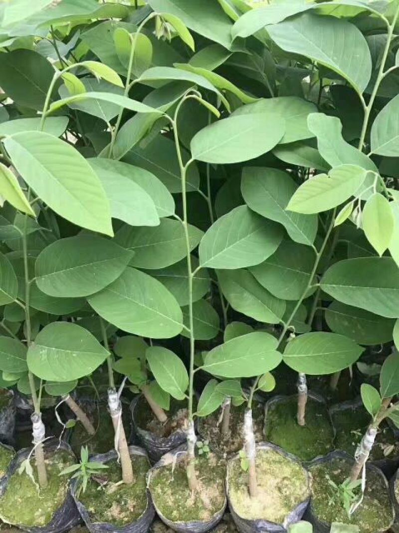 凤梨释迦果苗番荔枝苗正品嫁接苗