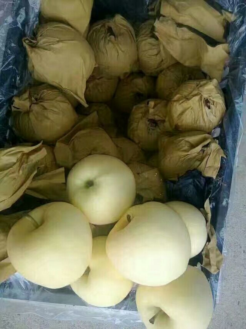 黄元帅苹果产地直供，货源充足，需要的联系我