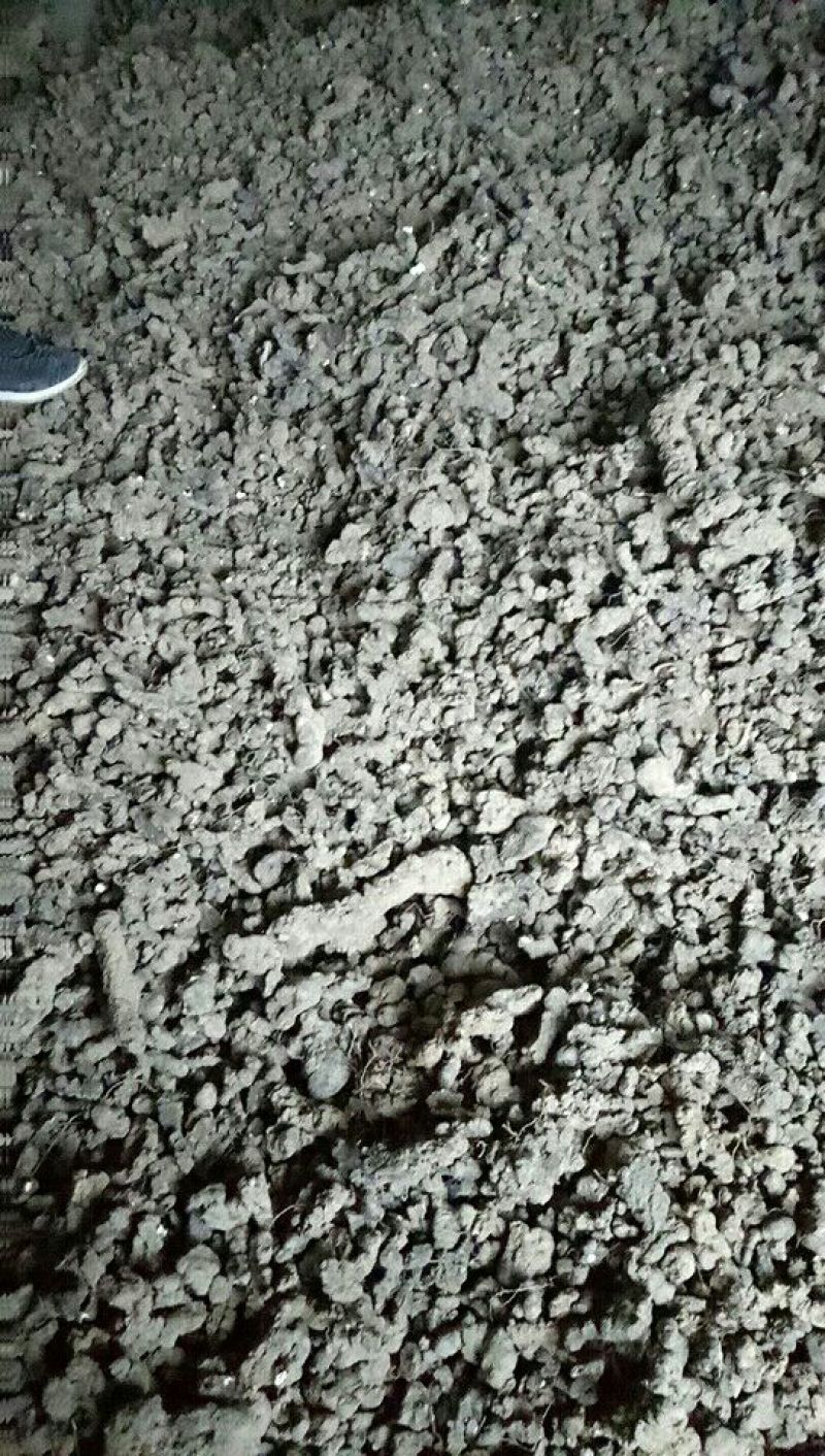 猪苓猪屎苓一手货源保质保量供货对接全国采购商
