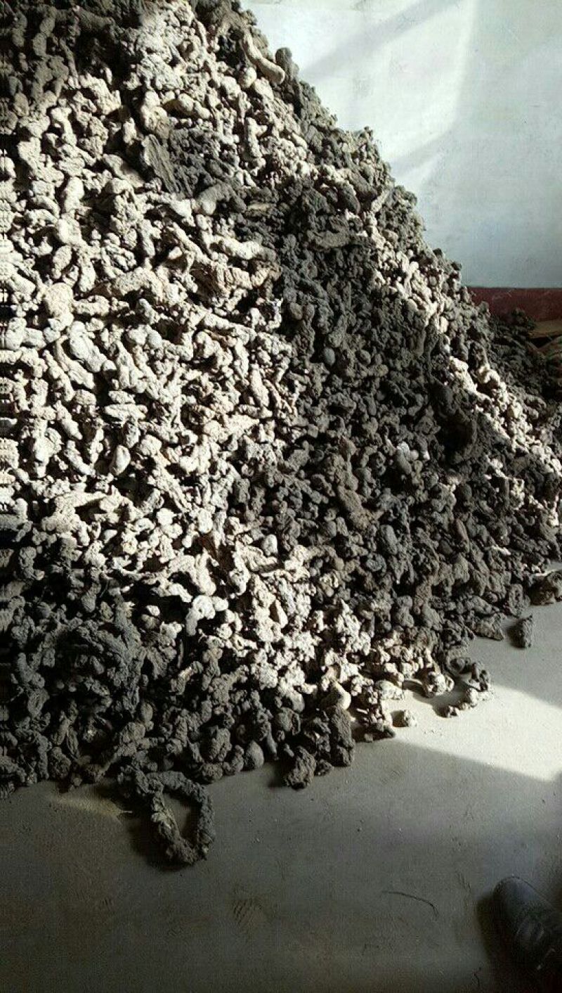 猪苓猪屎苓一手货源保质保量供货对接全国采购商