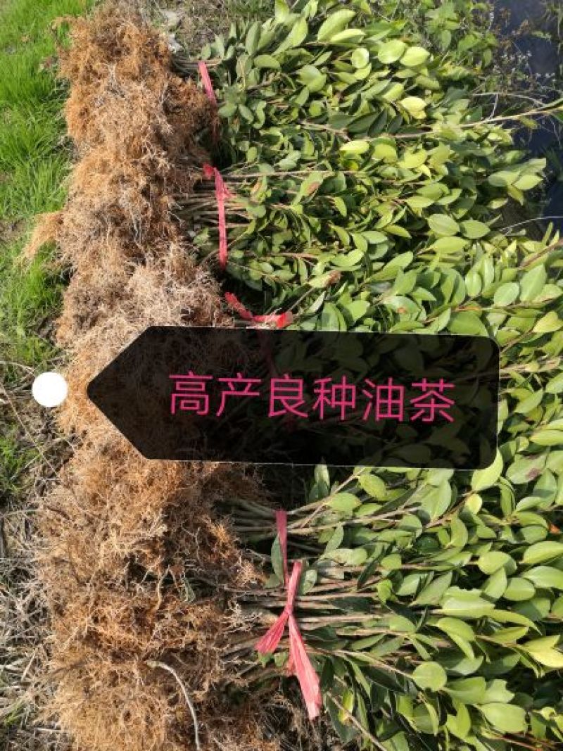 湘林系高产嫁接油茶苗，大量现货供应欢迎订购！