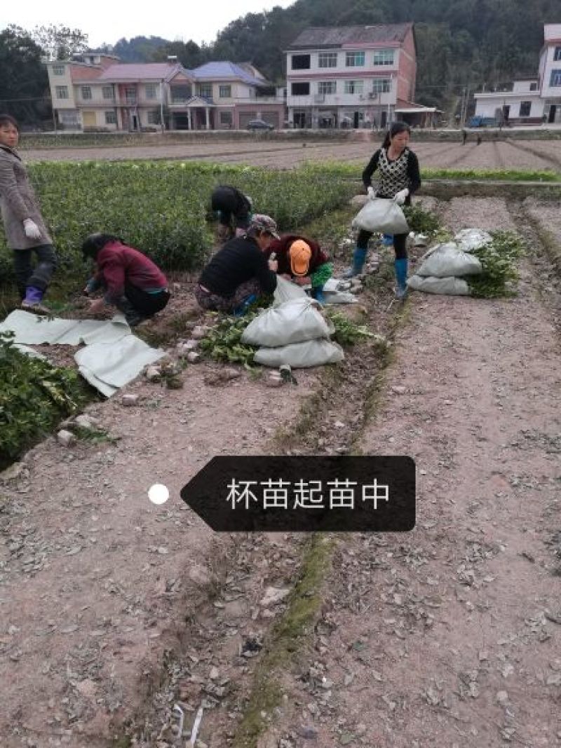 湘林系高产嫁接油茶苗，大量现货供应欢迎订购！