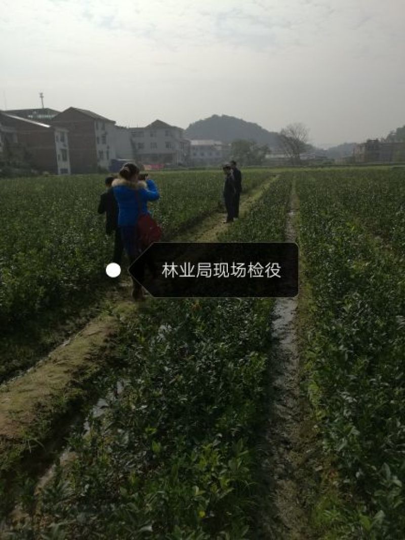 湘林系高产嫁接油茶苗，大量现货供应欢迎订购！