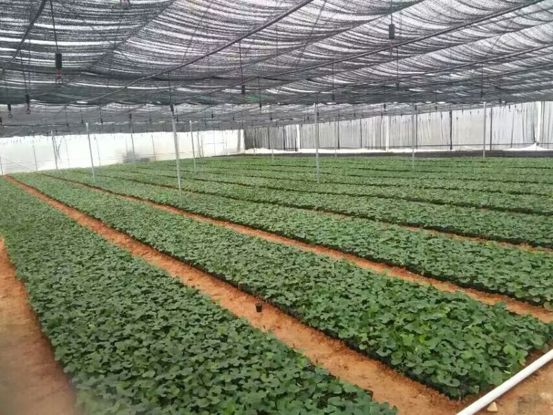 罗汉果苗