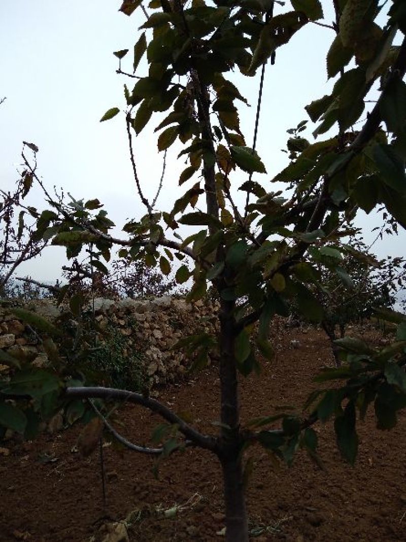 诚信销售车厘子苗实地看苗现挖现卖，假一赔十
