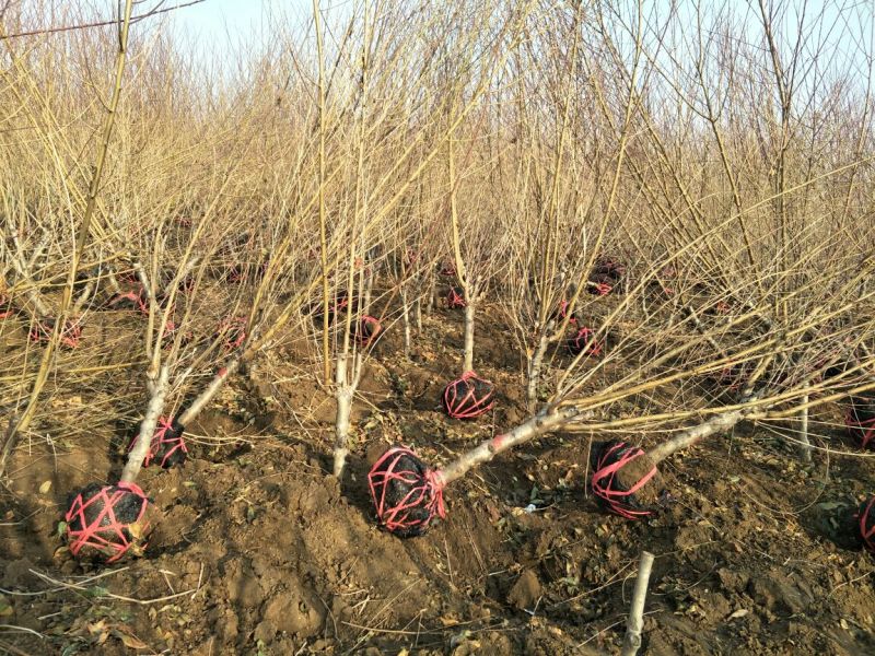 红叶碧桃紫叶碧桃嫁接苗定5~8cm2.5~3米