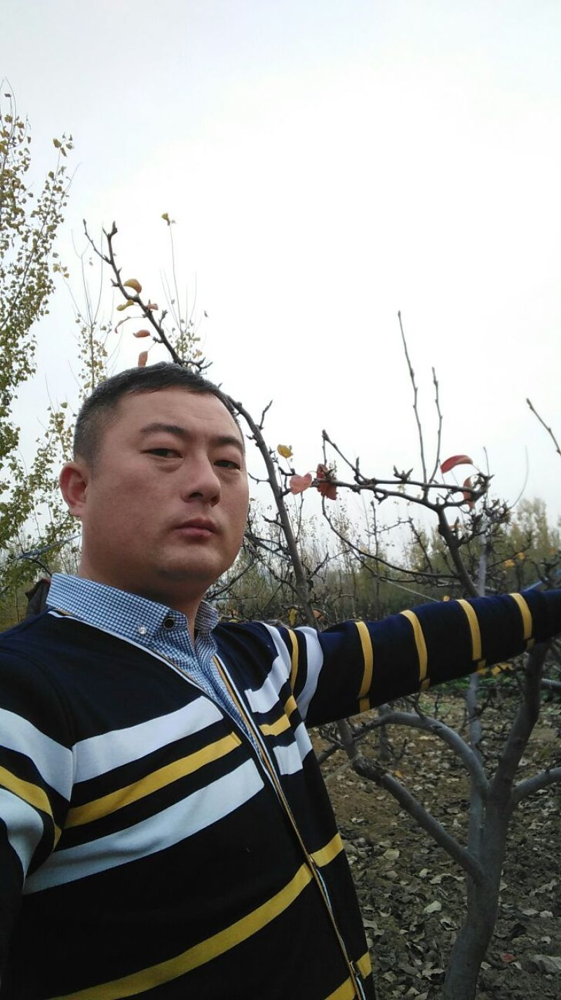 晚秋黄梨树苗1cm以下80cm梨树苗