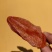 柿饼2.5两以上