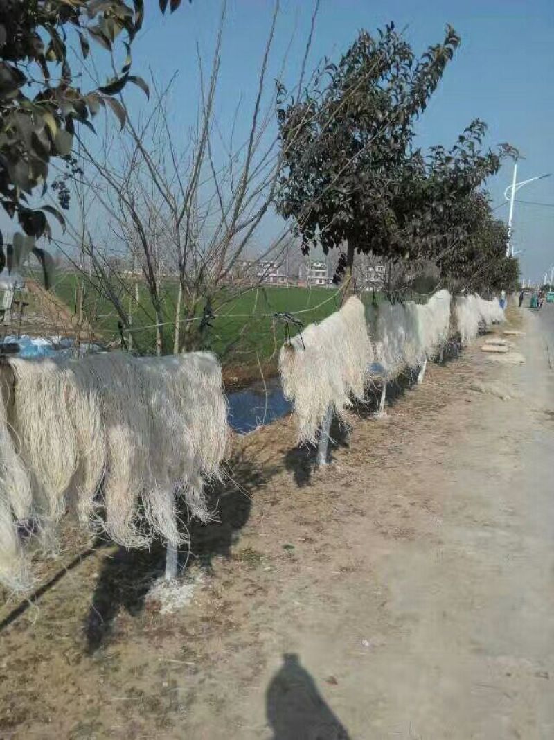红薯粉丝散装