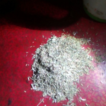 茴香籽