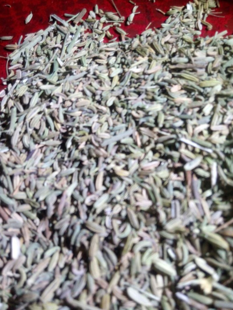 茴香籽