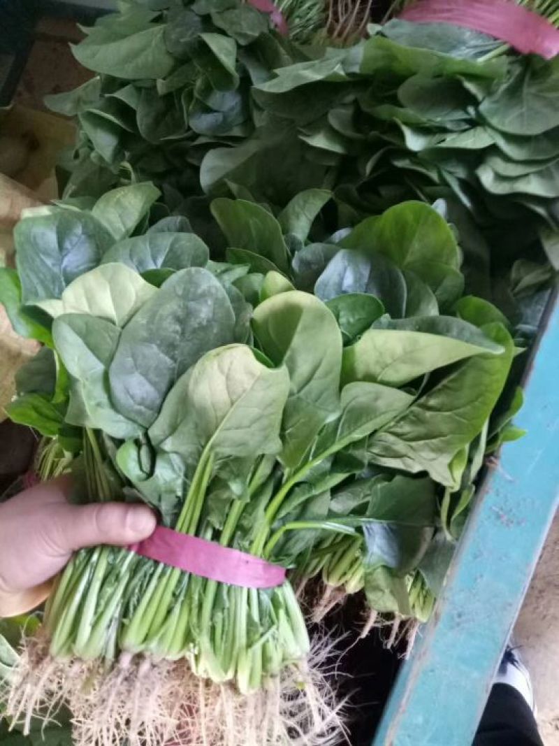 越冬菠菜20~25厘米