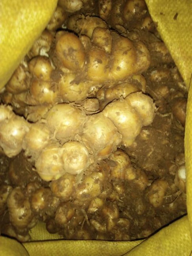 沙姜袋装，价钱便宜特别好的货，一手货源，要货可以联系