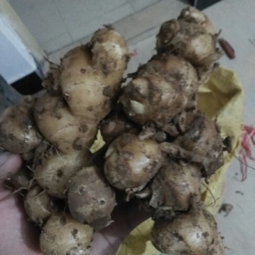 沙姜袋装，价钱便宜特别好的货，一手货源，要货可以联系