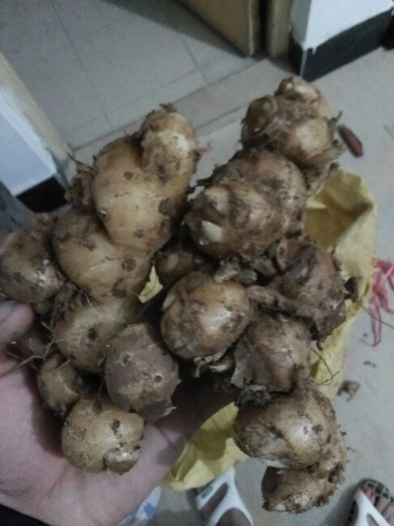 沙姜袋装，价钱便宜特别好的货，一手货源，要货可以联系