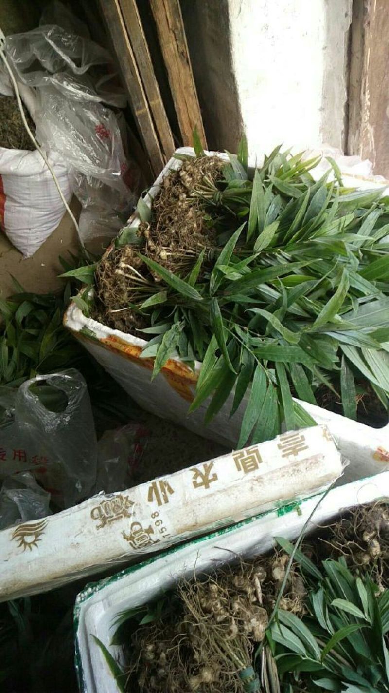 黄精种苗