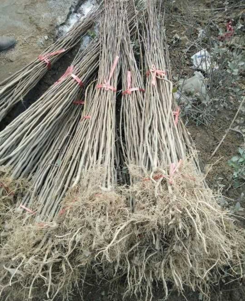 石榴苗泰山红石榴，不裂果