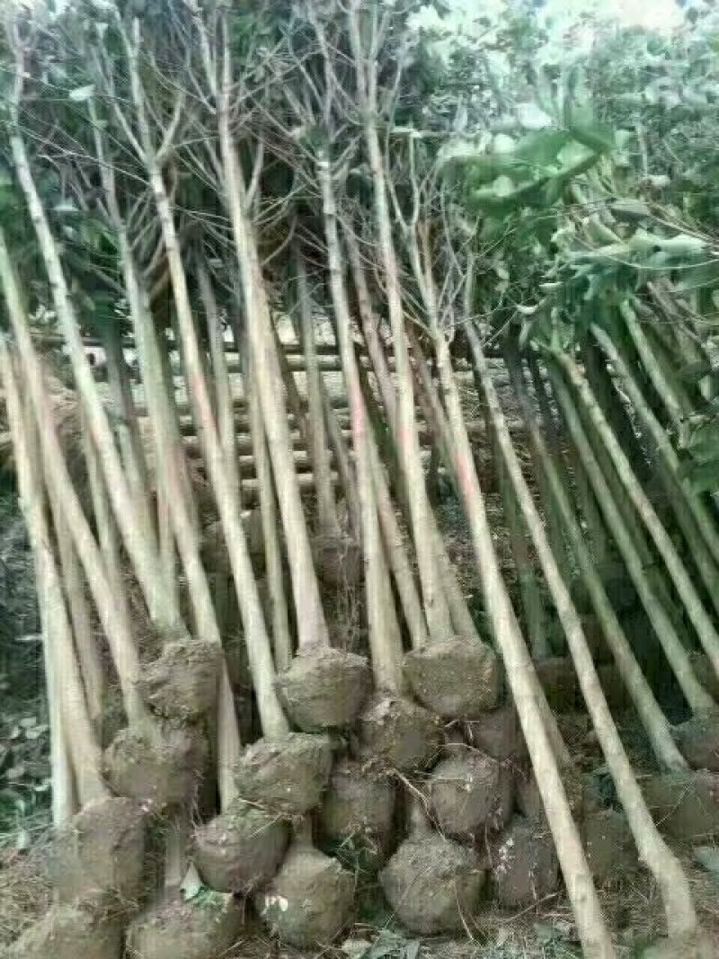 女贞4cm以下