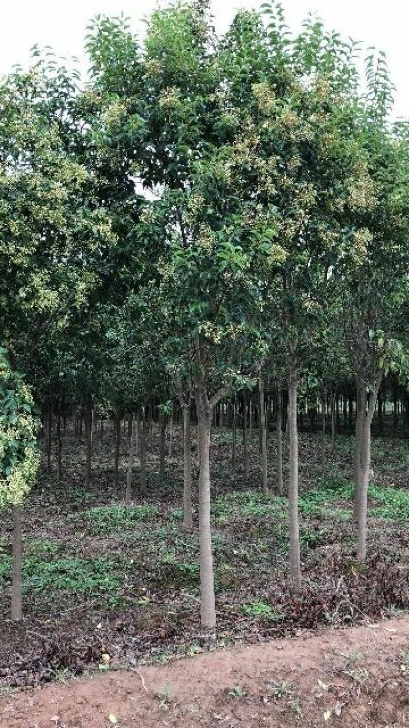 女贞4cm以下