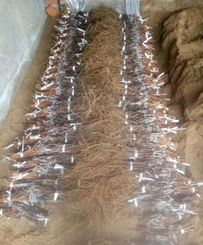 红提葡萄苗80~110cm2年
