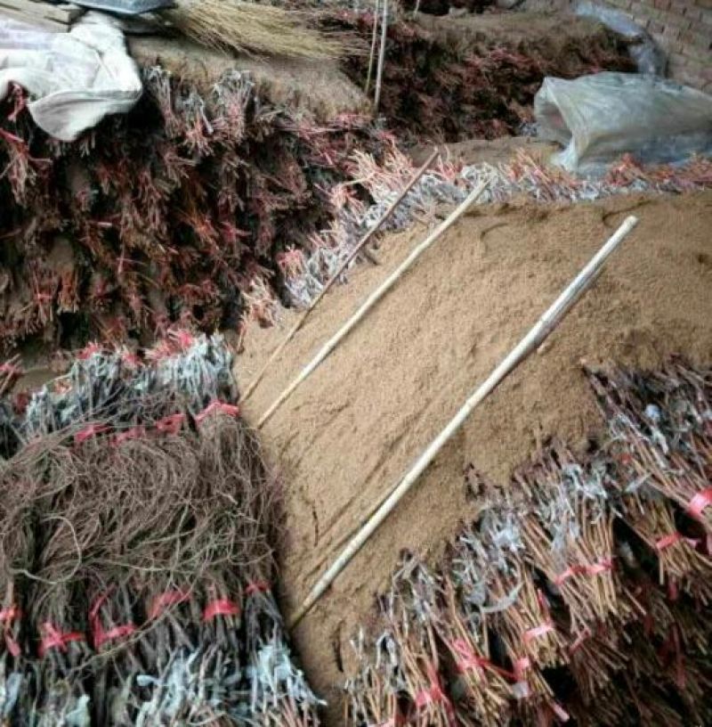 红提葡萄苗80~110cm2年