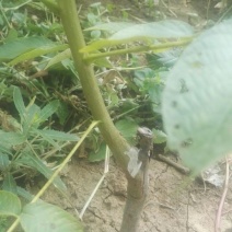 薄壳香核桃苗嫁接薄皮核桃树苗