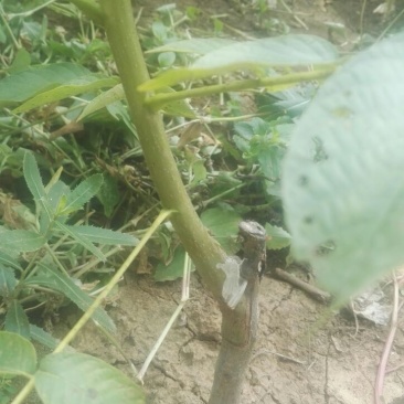 薄壳香核桃苗嫁接薄皮核桃树苗