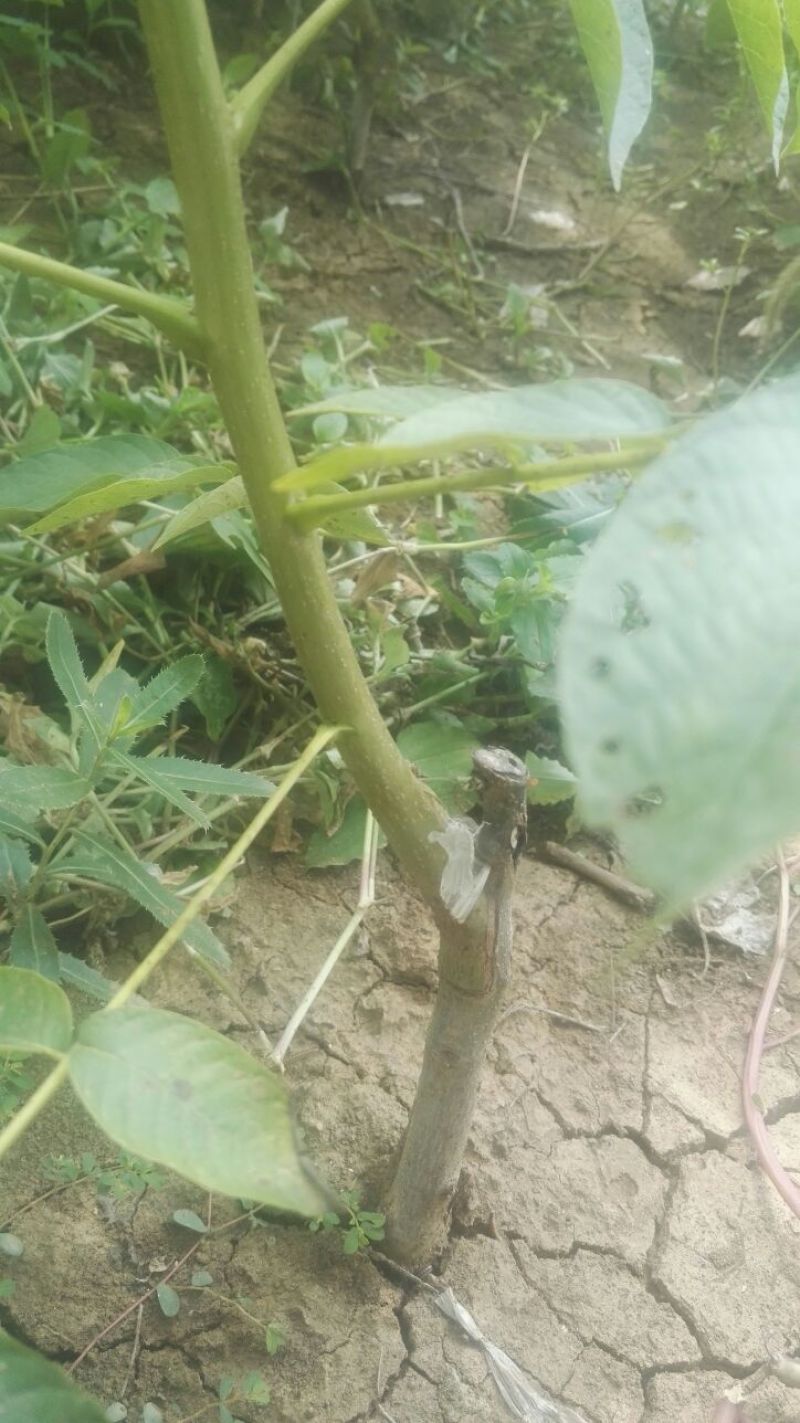 薄壳香核桃苗嫁接薄皮核桃树苗