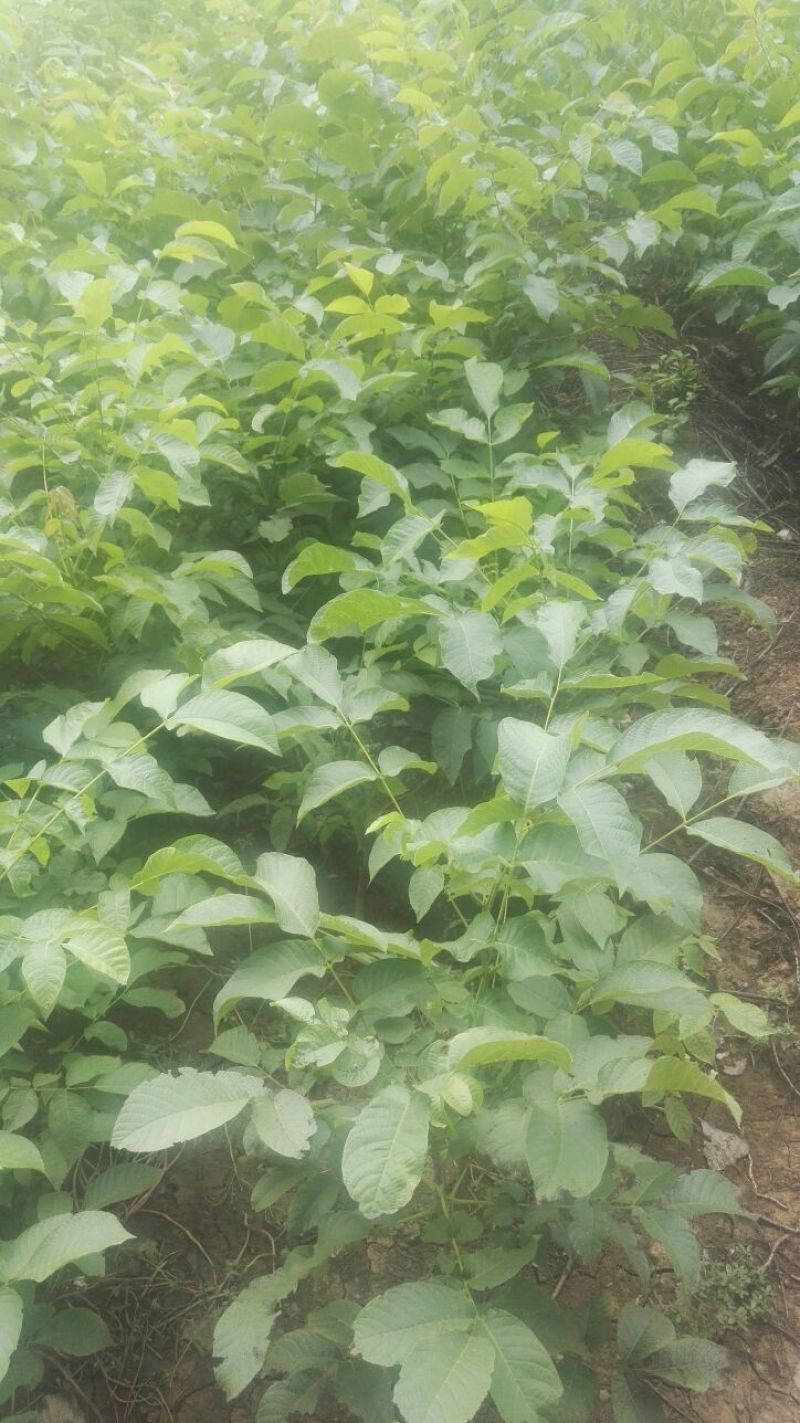 薄壳香核桃苗嫁接薄皮核桃树苗