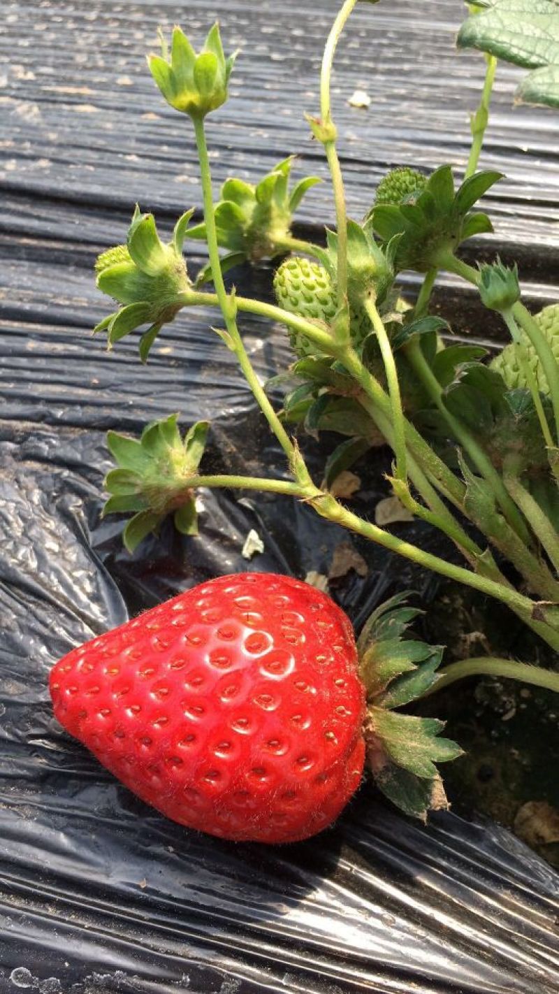 美十三草莓苗20到30公分提供种植技术