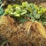 美十三草莓苗20到30公分提供种植技术
