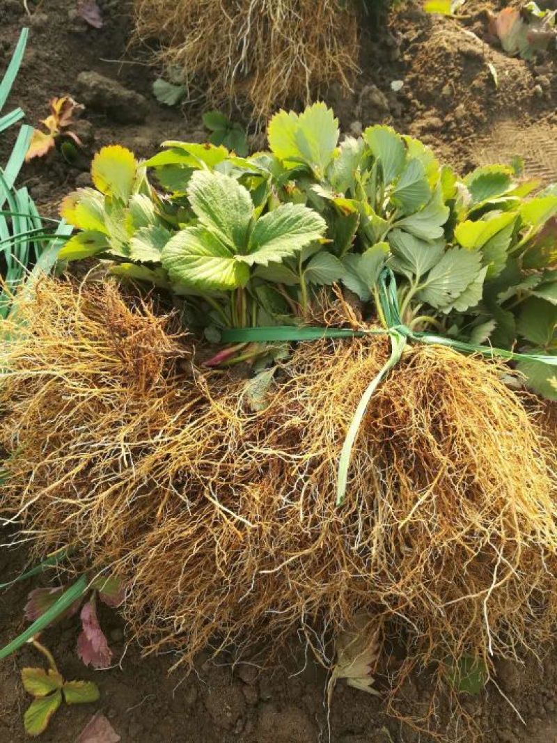 美十三草莓苗20到30公分提供种植技术