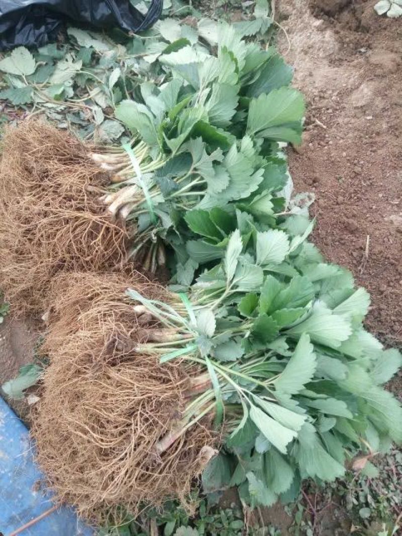 美十三草莓苗20到30公分提供种植技术
