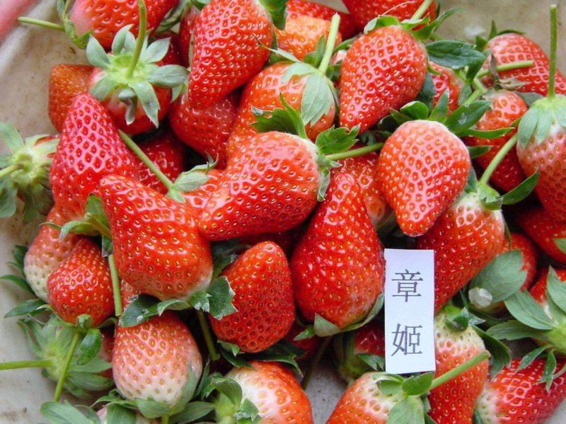 美十三草莓苗20到30公分提供种植技术