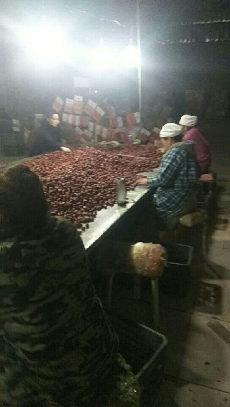 骏枣二级干枣