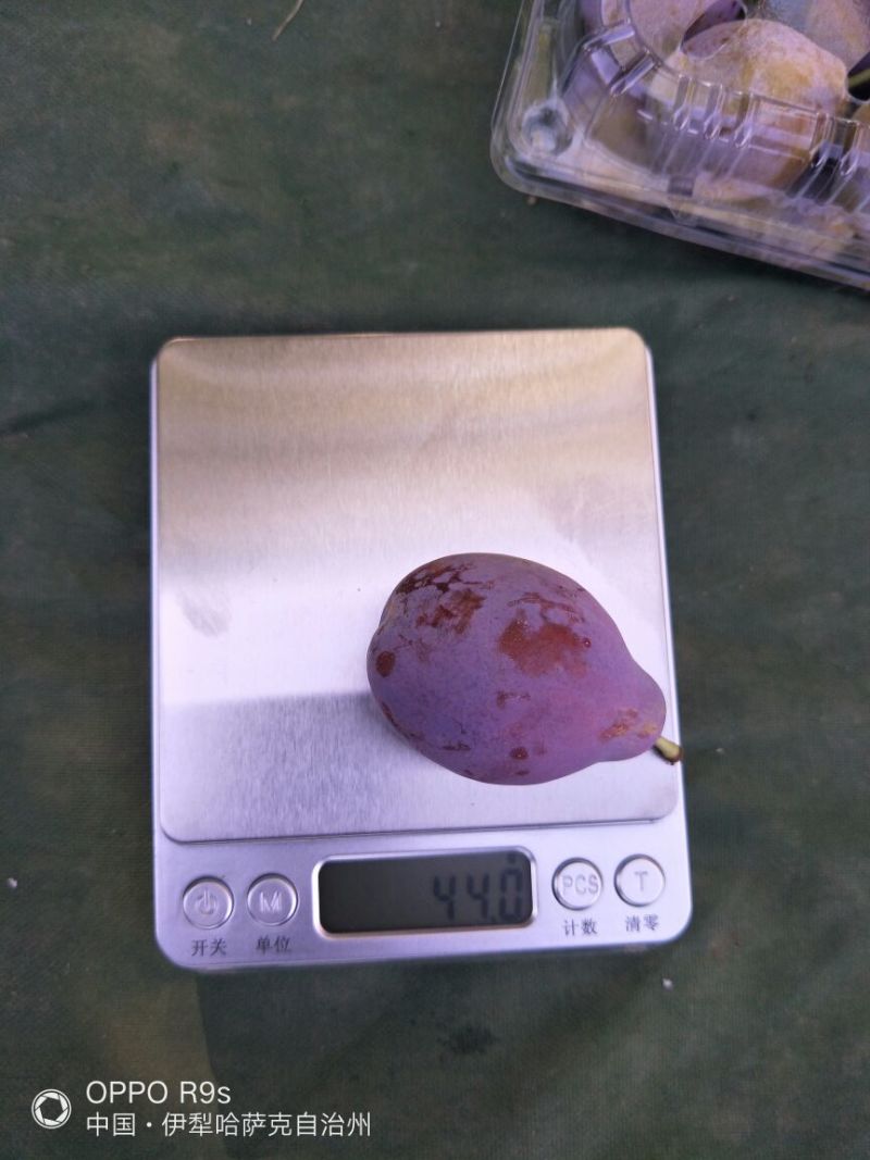 李子树苗法兰西西梅(葫芦李)
