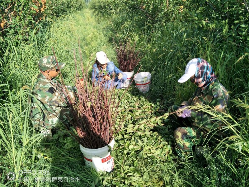 李子树苗法兰西西梅(葫芦李)