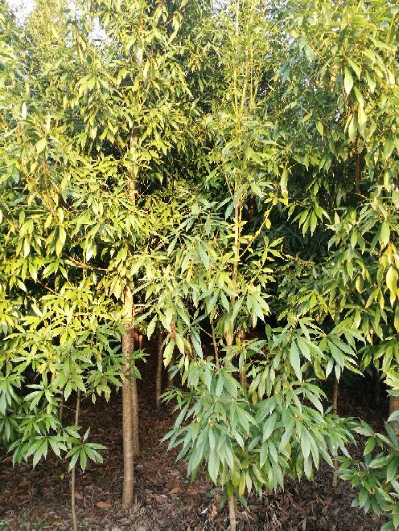 楠木米经9cm，高3.5~4m，每株150元，
