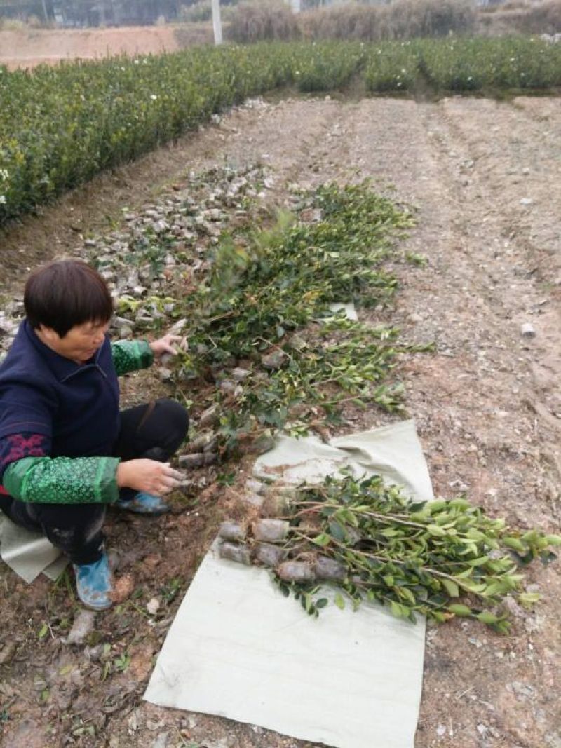 油茶苗(良种嫁接苗)，有一、二、三年的裸根苗、容器苗。