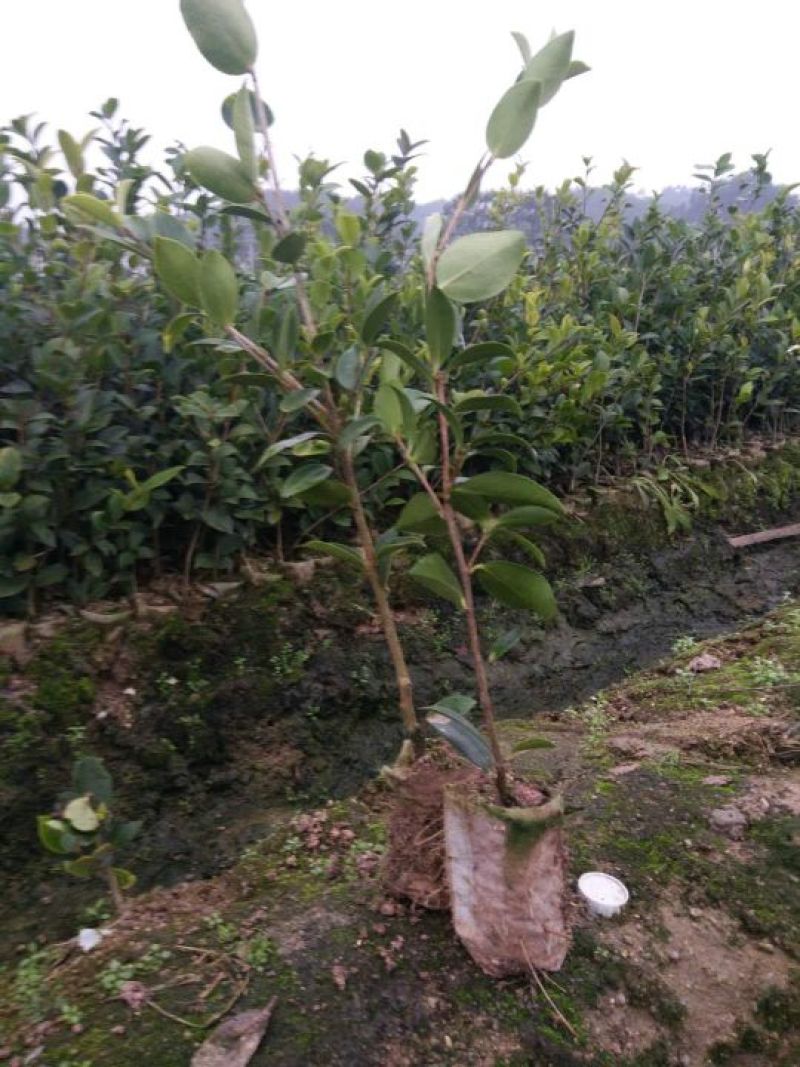 油茶苗(良种嫁接苗)，有一、二、三年的裸根苗、容器苗。