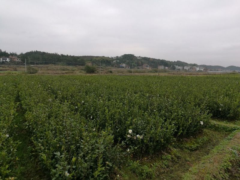油茶苗(良种嫁接苗)，有一、二、三年的裸根苗、容器苗。