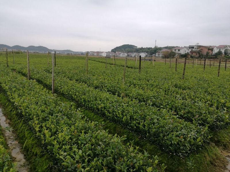 油茶苗(良种嫁接苗)，有一、二、三年的裸根苗、容器苗。