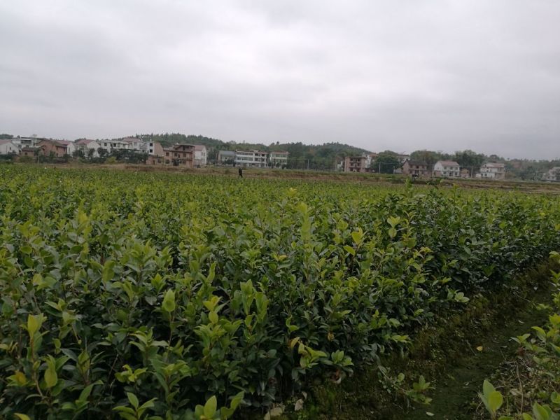 油茶苗(良种嫁接苗)，有一、二、三年的裸根苗、容器苗。