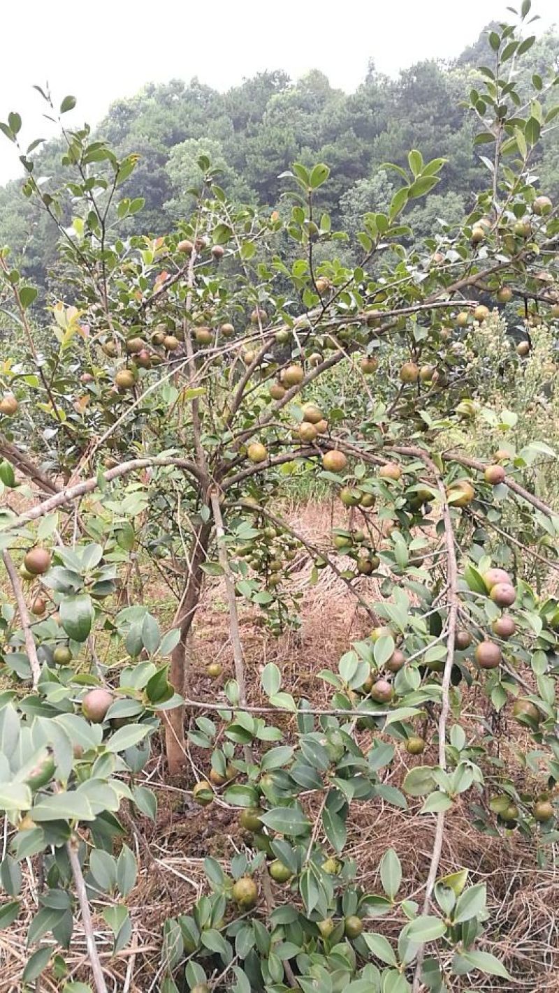 油茶苗(良种嫁接苗)，有一、二、三年的裸根苗、容器苗。