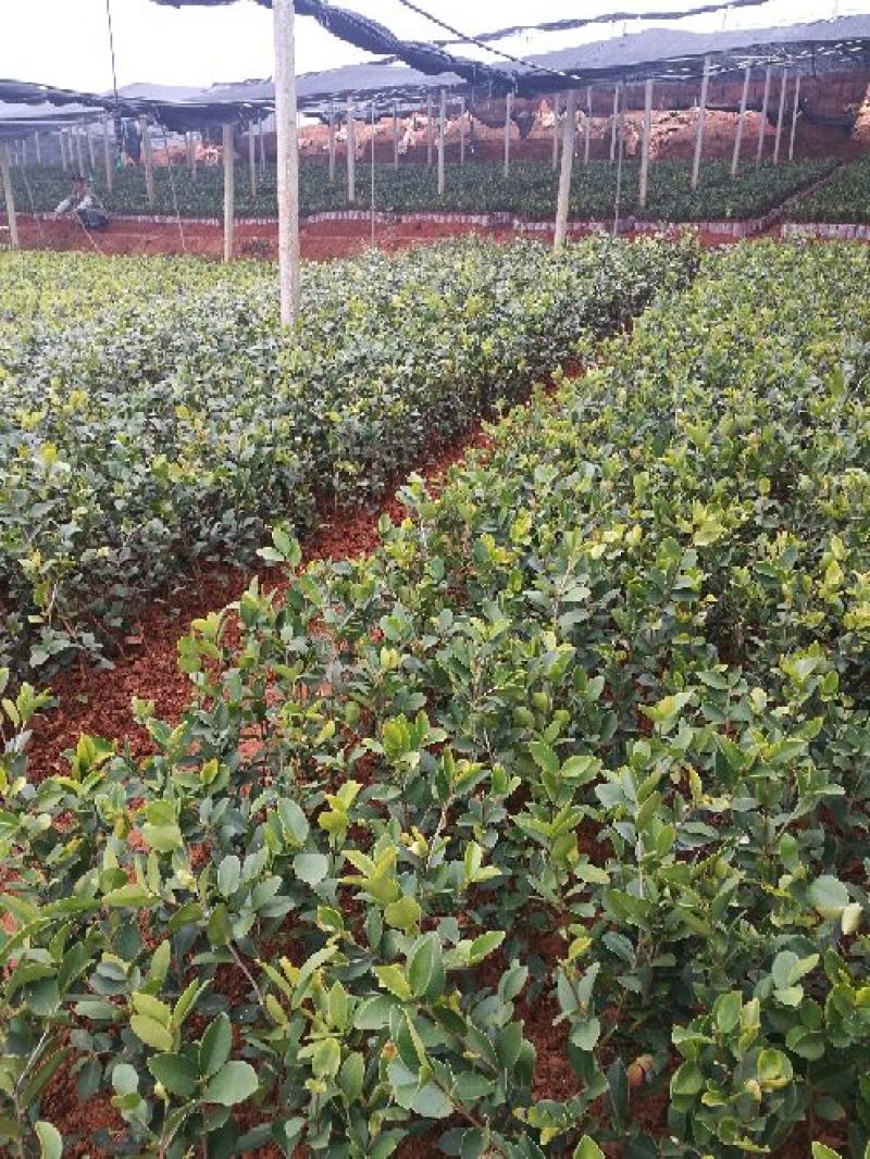 油茶苗(良种嫁接苗)，有一、二、三年的裸根苗、容器苗。