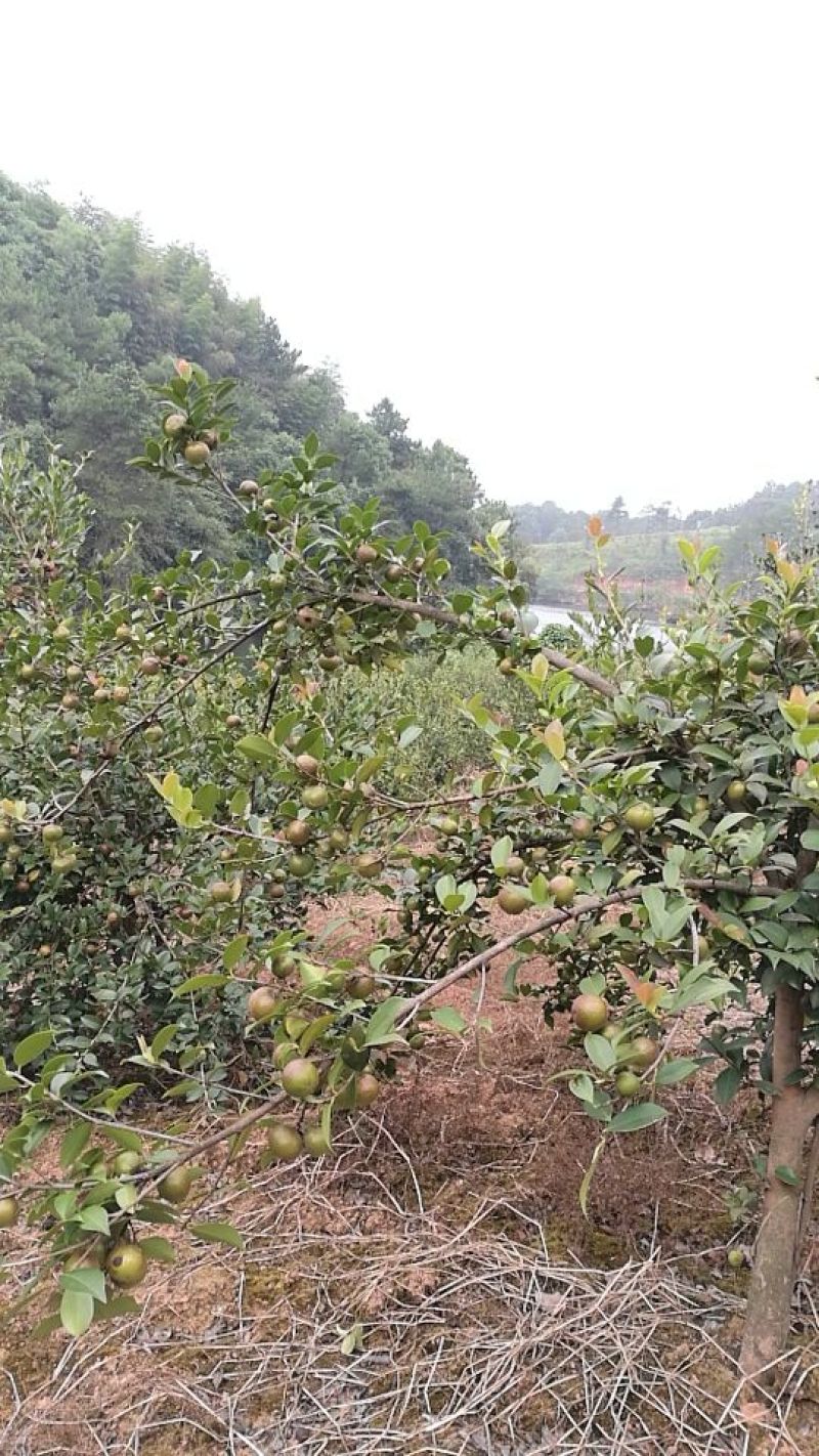 油茶苗(良种嫁接苗)，有一、二、三年的裸根苗、容器苗。