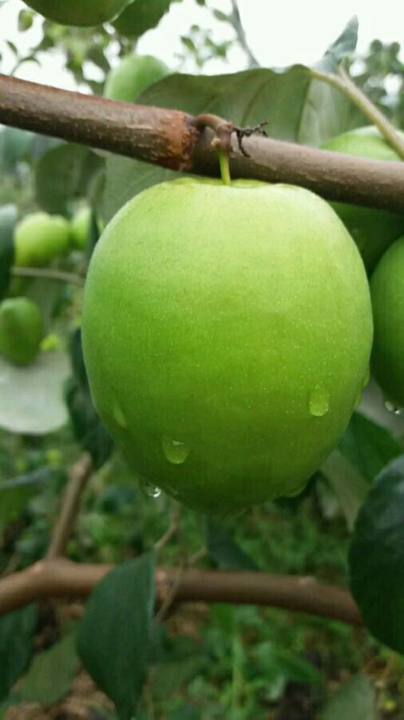 台湾大青枣苗批发基地货源充足质量保证，苹果枣苗
