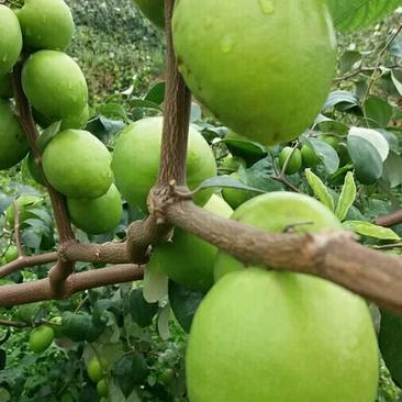台湾大青枣苗批发基地货源充足质量保证，苹果枣苗