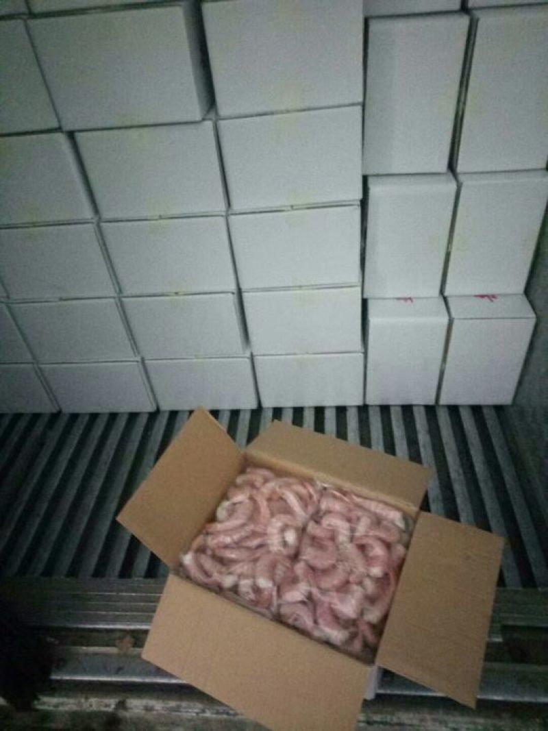 阿根廷红虾L1